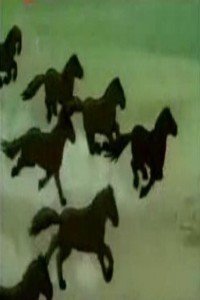 奇异的蒙古马